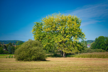 Fototapeta na wymiar Rural autumn landscape. Lonely tree on a sloping field. Bavaria, Germany