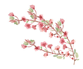 Watercolor hand painted nature floral composition with apple tree blossom pink flowers petals on the brown branches with green leaves on the white background for design elements, invite and decoration
