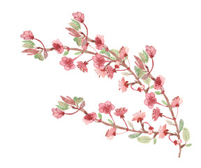 Naklejka premium Watercolor hand painted nature floral composition with apple tree blossom pink flowers petals on the brown branches with green leaves on the white background for design elements, invite and decoration
