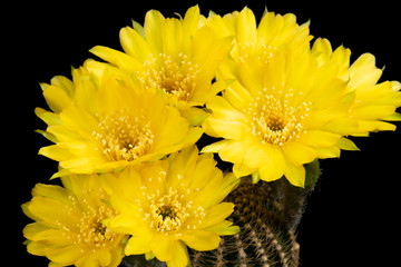 Cactus Flower Pictures Beautiful Blooming In Colorful.