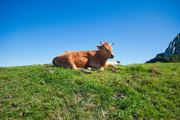 Fototapeta premium Cow in the alpine meadows. Aschau im Chiemgau, Bavaria, Germany
