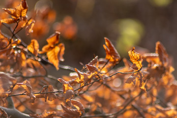 Im Gegenlicht mit Sonnenschein leuchtendes Herbslaub als goldener Herbst mit bunten Blättern, Blattadern und farbenfrohen Blättern im Indian Summer und schönster Jahreszeit
