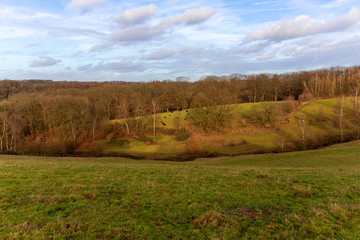 Neandertal bei Erkrath mit Auerochsen als Herde mit schönen Hügeln und herbstlichem Mischwald im...