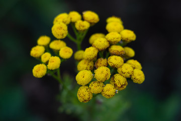 close up of yellow flowers