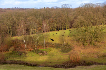 Neandertal bei Erkrath mit Auerochsen als Herde mit schönen Hügeln und herbstlichem Mischwald im...