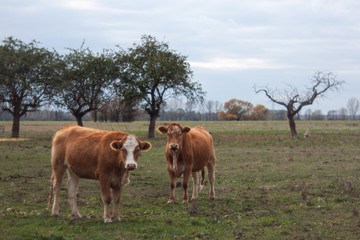 cows on pasture with trees 