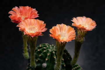 Cactus Flower Pictures Beautiful Blooming In Colorful.