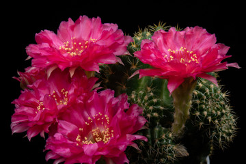 Cactus Flower Pictures Beautiful Blooming In Colorful.