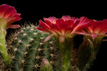 Cactus Flower Pictures Beautiful Blooming In Colorful.