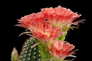 Cactus Flower Pictures Beautiful Blooming In Colorful.