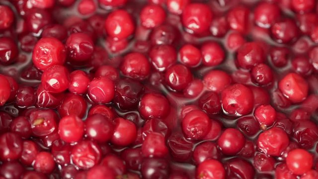 Cowberry, cranberry close up. product rich in minerals and vitamins. Cowberry turns in a shot. Cowberry, cranberry rotating. Macro