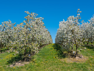 Cherry Plantation Covered with White Blossoms