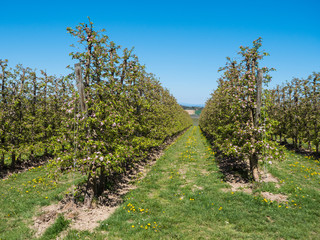 Fototapeta na wymiar Apple Plantation in full Bloom near Scharten, Austria - Rows of small Apple Trees