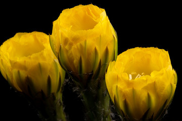 Cactus Flower Pictures Beautiful Blooming In Colorful.