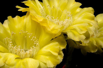 Cactus Flower Pictures Beautiful Blooming In Colorful.