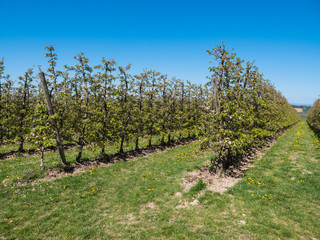 Fototapeta na wymiar Apple Plantation in full Bloom near Scharten, Austria - Rows of small Apple Trees