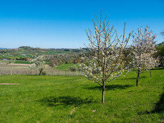 Rural Landscape with Blooming Cherry Trees on the Cherry Blossom Hiking Trail in Scharten, Upper Austria