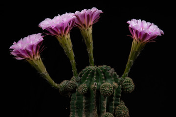 Cactus Flower Pictures Beautiful Blooming In Colorful.