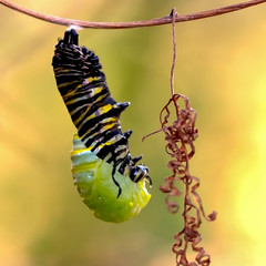 Monarch Caterpillar Shedding Skin