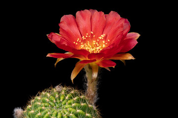 Cactus Flower Pictures Beautiful Blooming In Colorful.