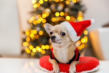 Merry Christmas cute small dog chihuahua in red Santa hat, bokeh background