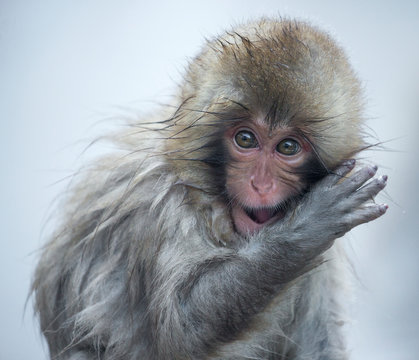 Japanese Macaque, portrait