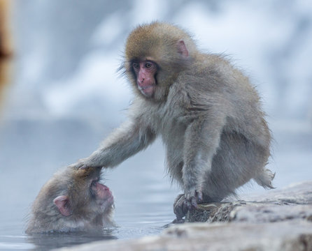 Japanese Macaques at hot spring