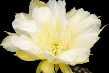 Cactus Flower Pictures Beautiful Blooming In Colorful.