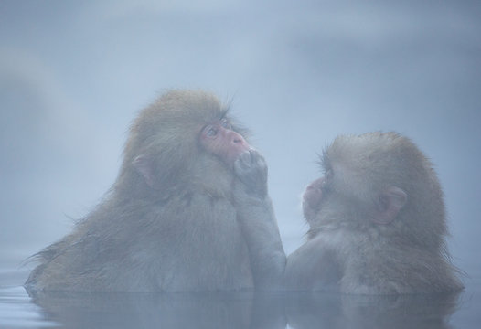 Japanese Macaques in hot spring