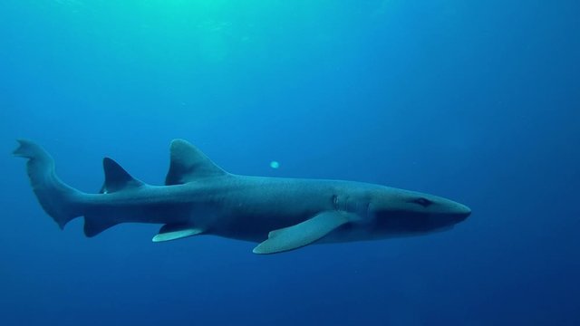 Nurse shark in coral reef at Esmeralda, San Pedro, Belize