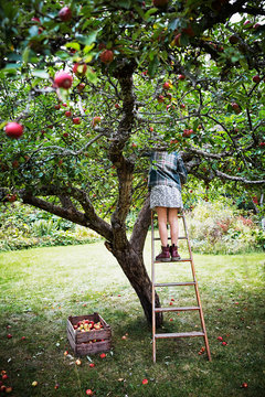 Girl picking apples