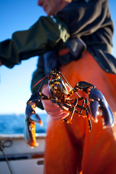 Man holding lobster