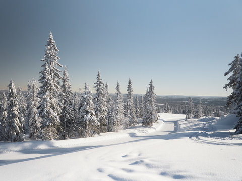 Winter landscape