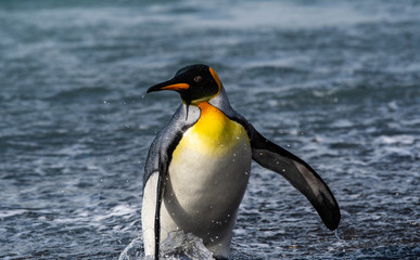 The king penguin, the second-largest penguin species, along the shores of South Georgia Island in the Southern Ocean © John Yunker