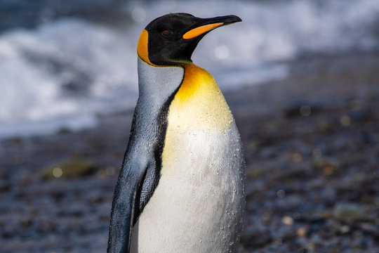 The king penguin, the second-largest penguin species, along the shores of South Georgia Island in the Southern Ocean