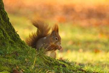 Ein Eurasisches Eichhörnchen sitzt im Herbst mit einer Nuss in der Wiese, sciurus vulgaris