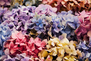 Colorful Hydrangea flowers