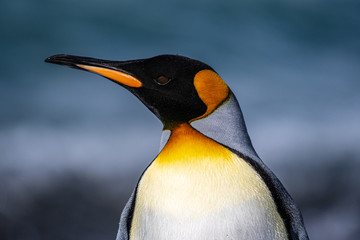 The king penguin, the second-largest penguin species, along the shores of South Georgia Island in the Southern Ocean