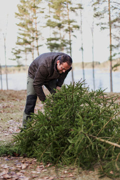 Man with cut pine tree