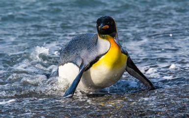 The king penguin, the second-largest penguin species, along the shores of South Georgia Island in the Southern Ocean