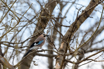 bird on a branch