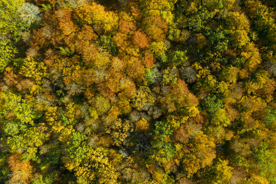 Aerial view of autumn forest