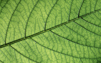 Naklejka na ściany i meble Green leaf texture, close-up. Abstract nature background.