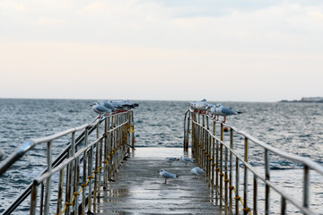 Seagull water bird