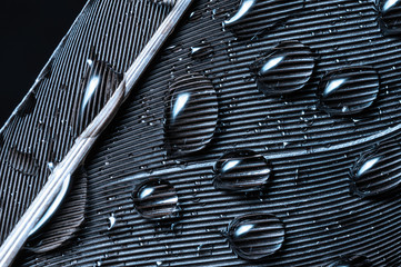 Fragment of bird's feather with water drops, close-up. Black and white.