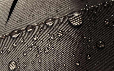 Fragment of bird's feather with water drops, close-up. Black and white.