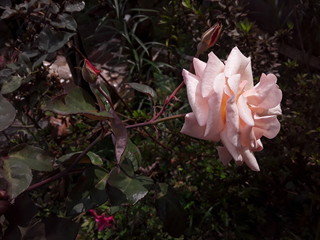 roses