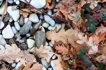 background of dry leaves