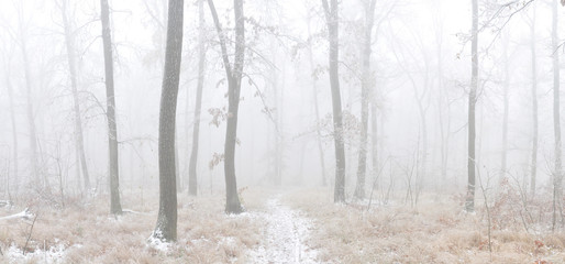 Forest covered with glaze ice,snow and rime during foggy conditions. Oak trees, woodland, winter...