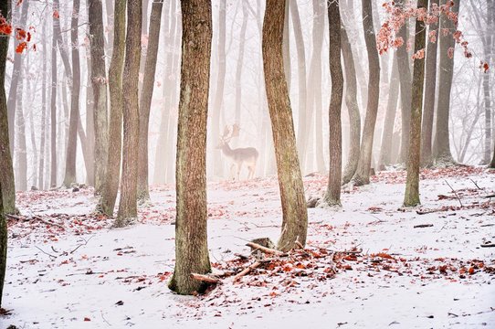Mysterious creepy foggy forest covered with glaze ice and rime. Fog,oak trees, animal (probably fallow deer) in woodland, winter landscape.  Czech republic,Europe.  .
